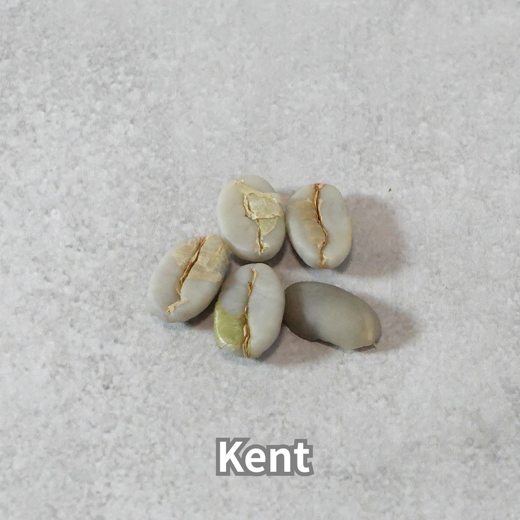 コーヒーの木の種子 ケント品種 10粒