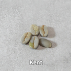 コーヒーの木の種子 ケント品種 10粒