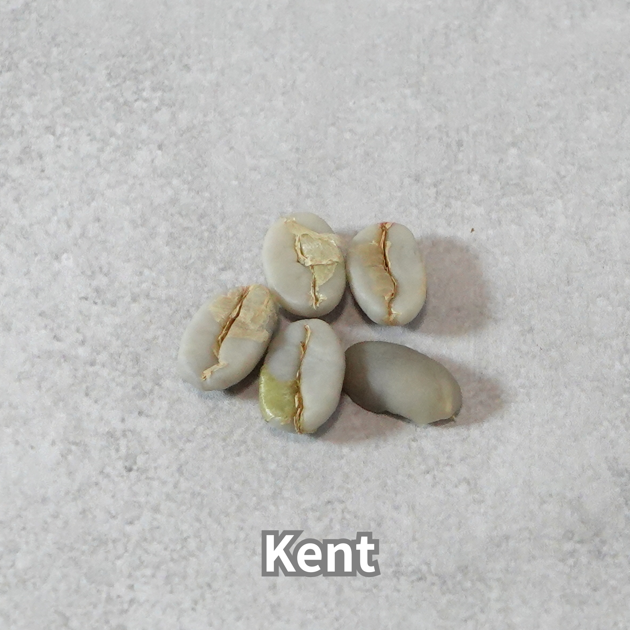 コーヒーの木の種子 ケント品種 10粒