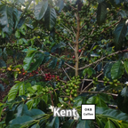 コーヒーの木の種子 ケント品種 10粒