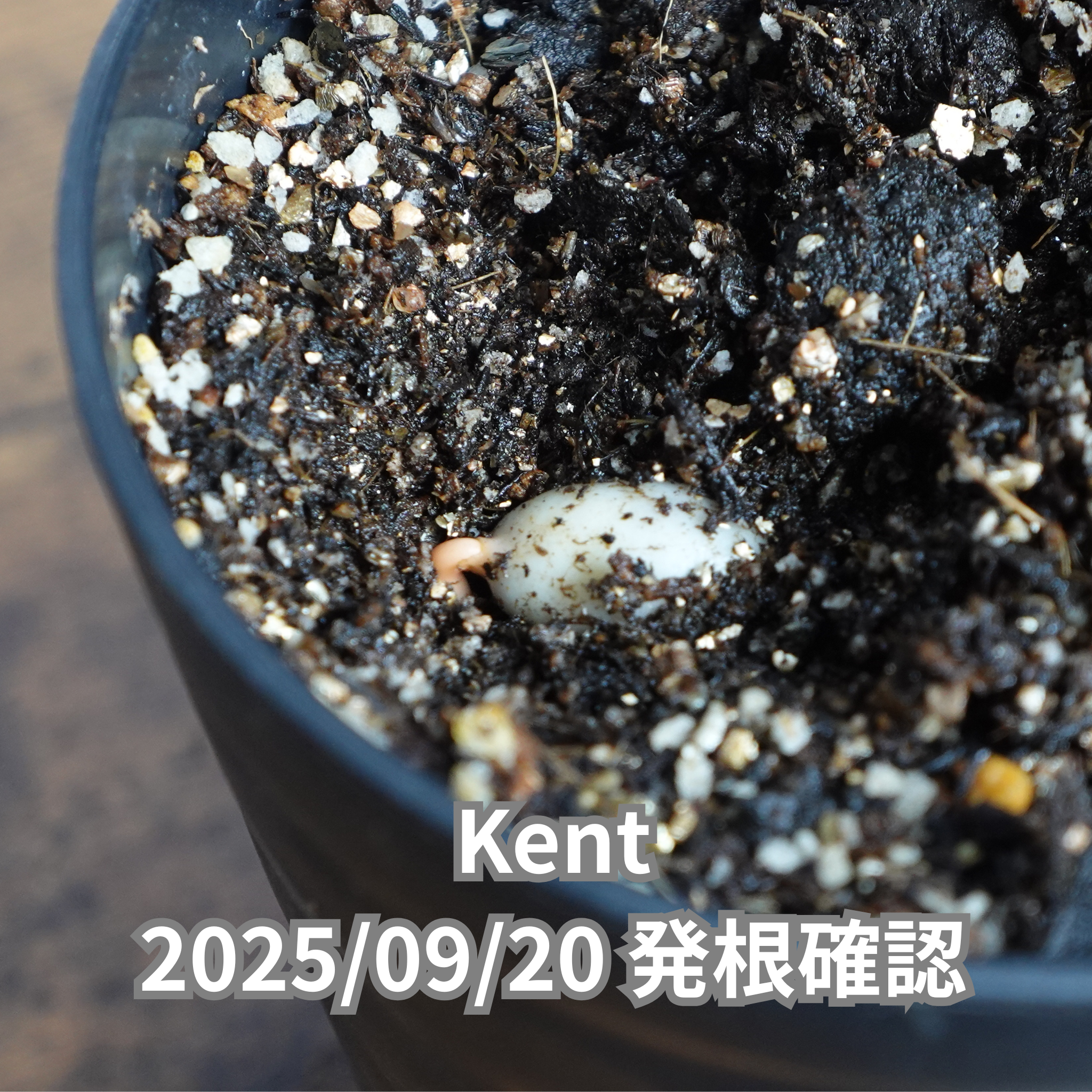 コーヒーの木の種子 ケント品種 10粒