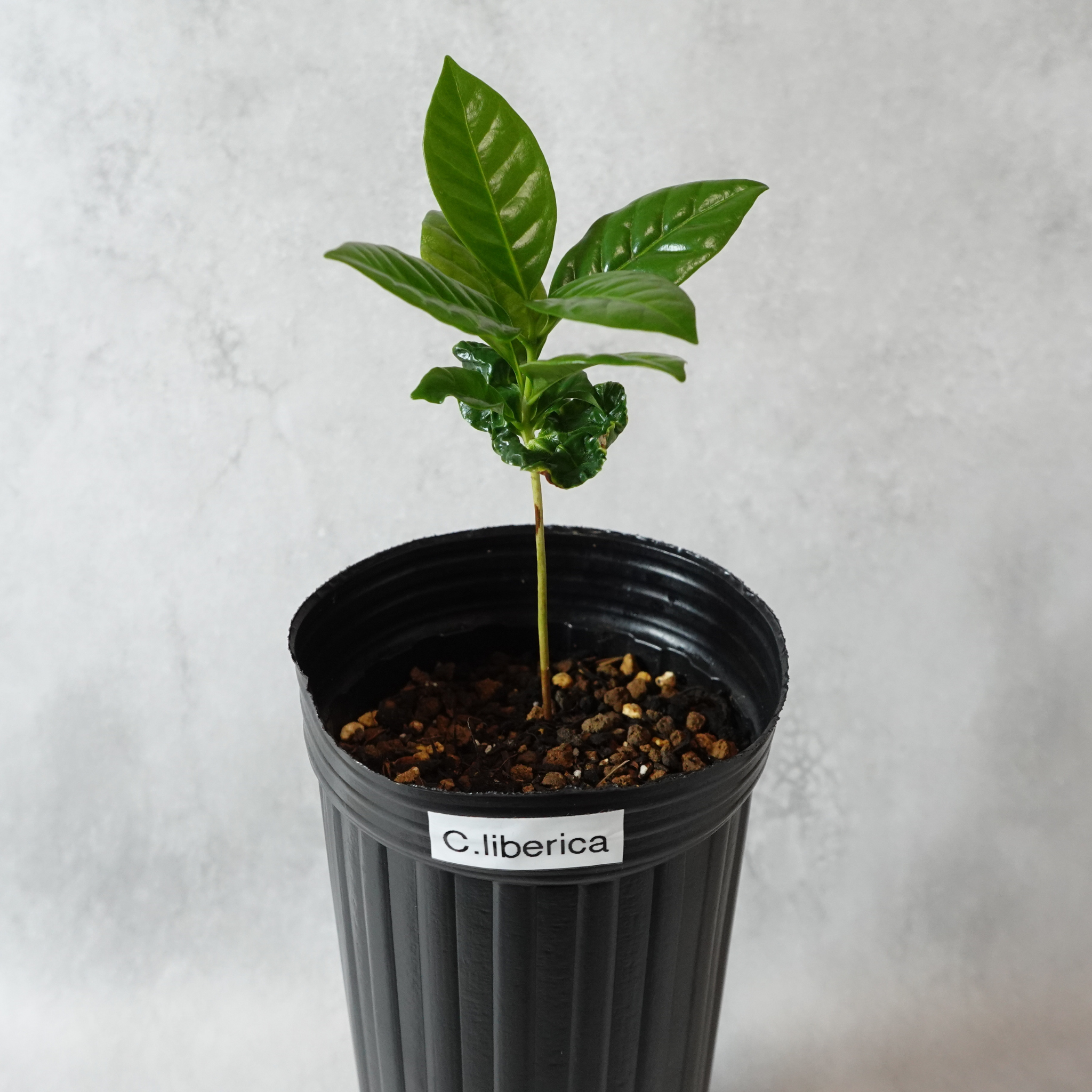 リベリカ種 コーヒーの木