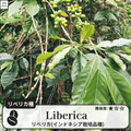 リベリカ(liberica)の木