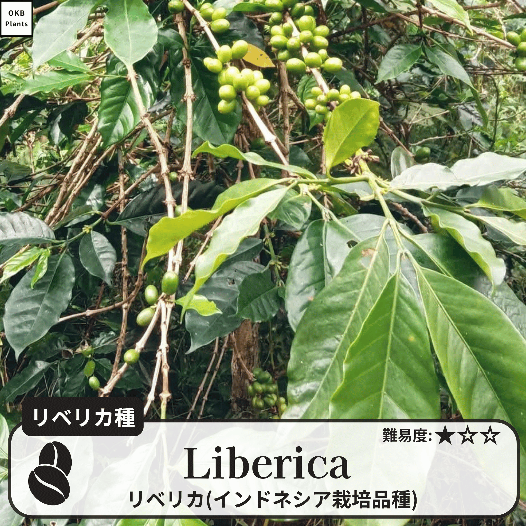 リベリカ(liberica)の木