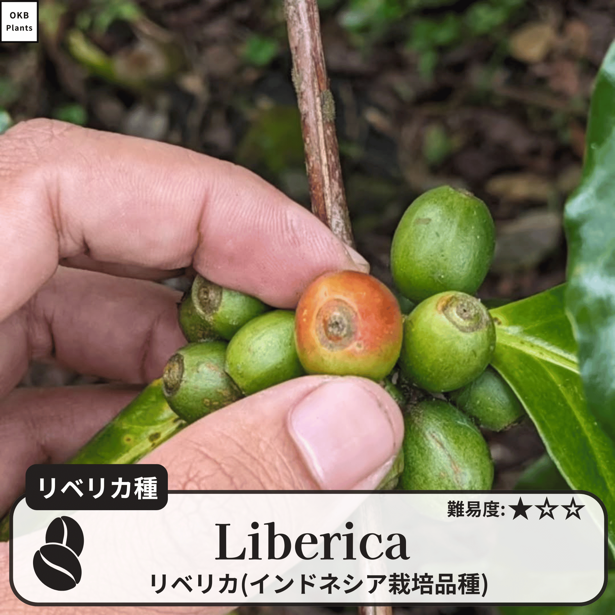 リベリカ(liberica)の木
