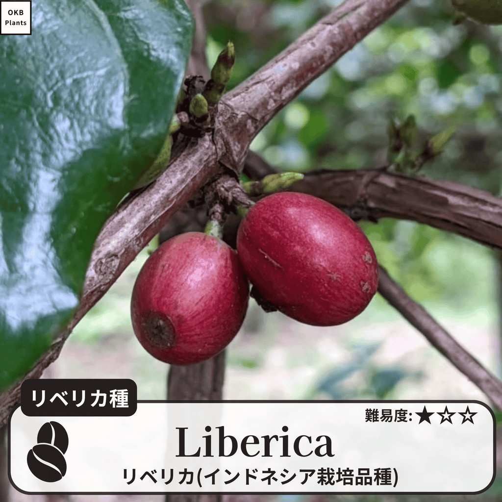 リベリカ(liberica)の木