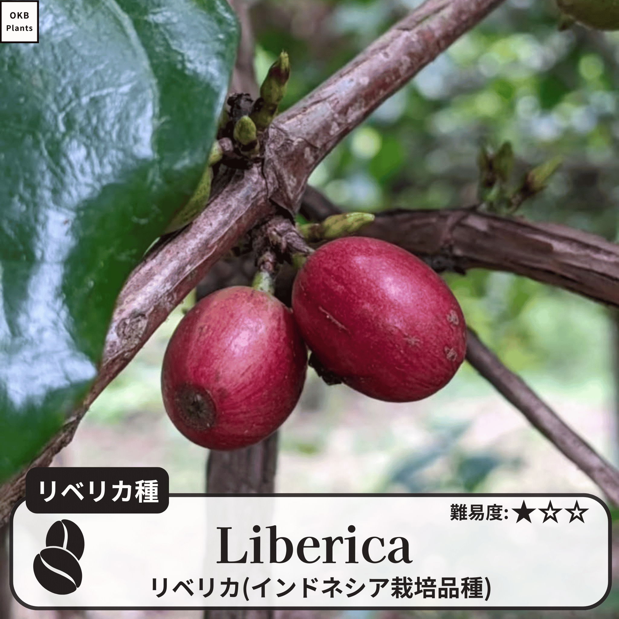 リベリカ(liberica)の木
