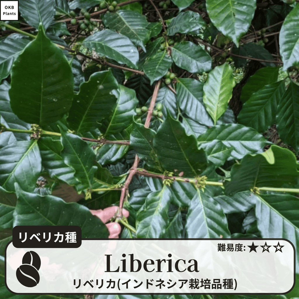 リベリカ(liberica)の木