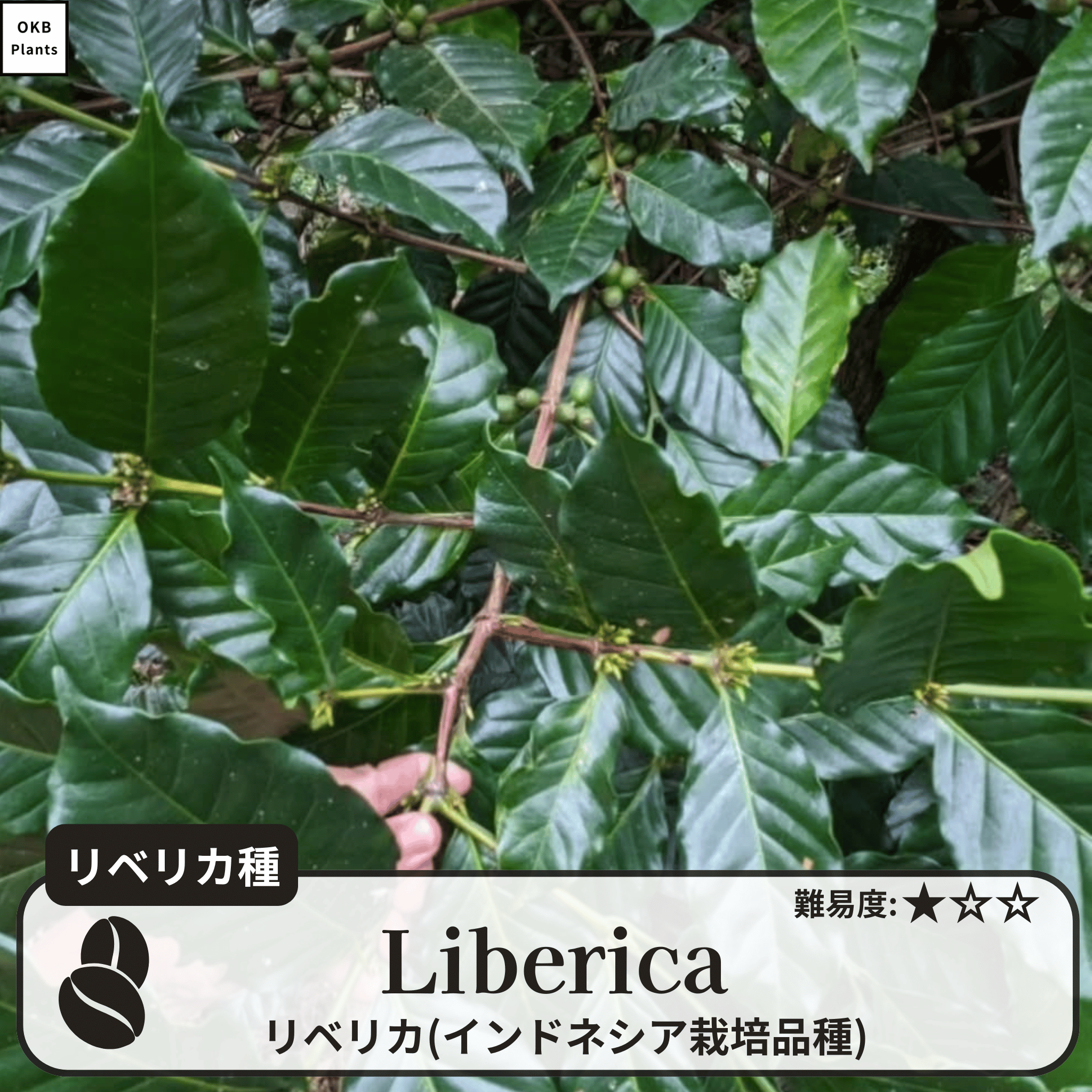 リベリカ(liberica)の木
