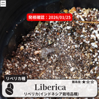 リベリカ(liberica)の発根確認