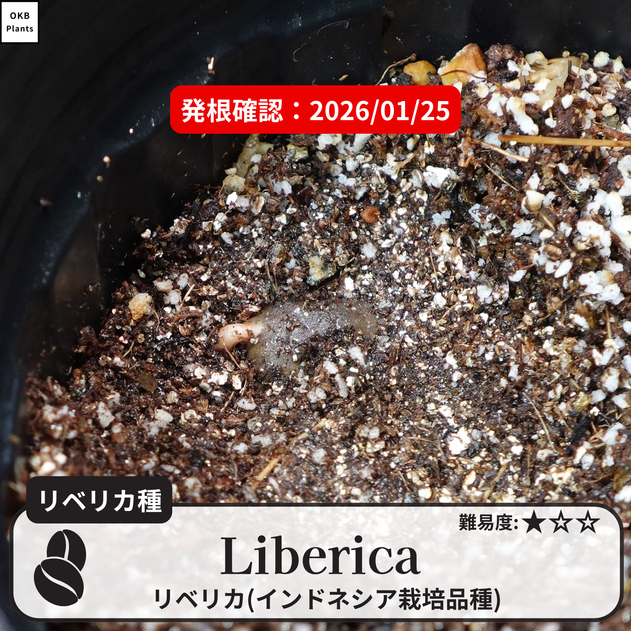 リベリカ(liberica)の発根確認