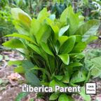 リベリカペアレント コーヒーの木の種子 10粒