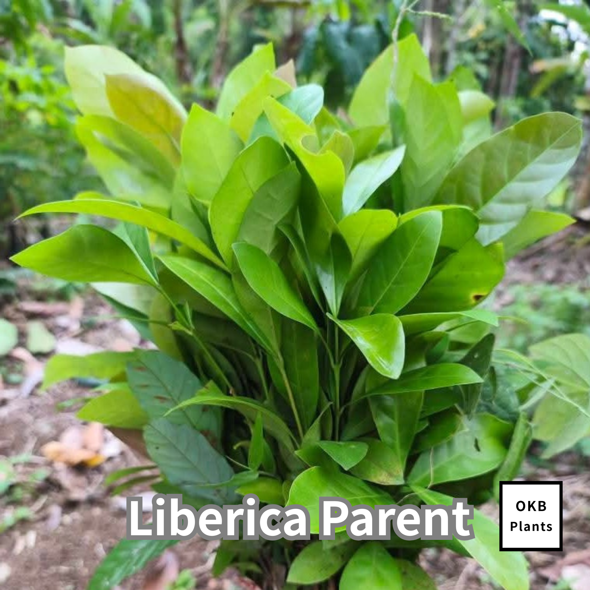 リベリカペアレント コーヒーの木の種子 10粒