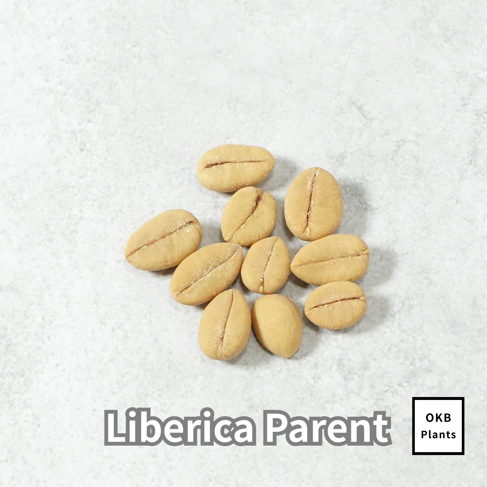 リベリカペアレント コーヒーの木の種子 10粒