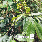 リベリカ種 コーヒーの木