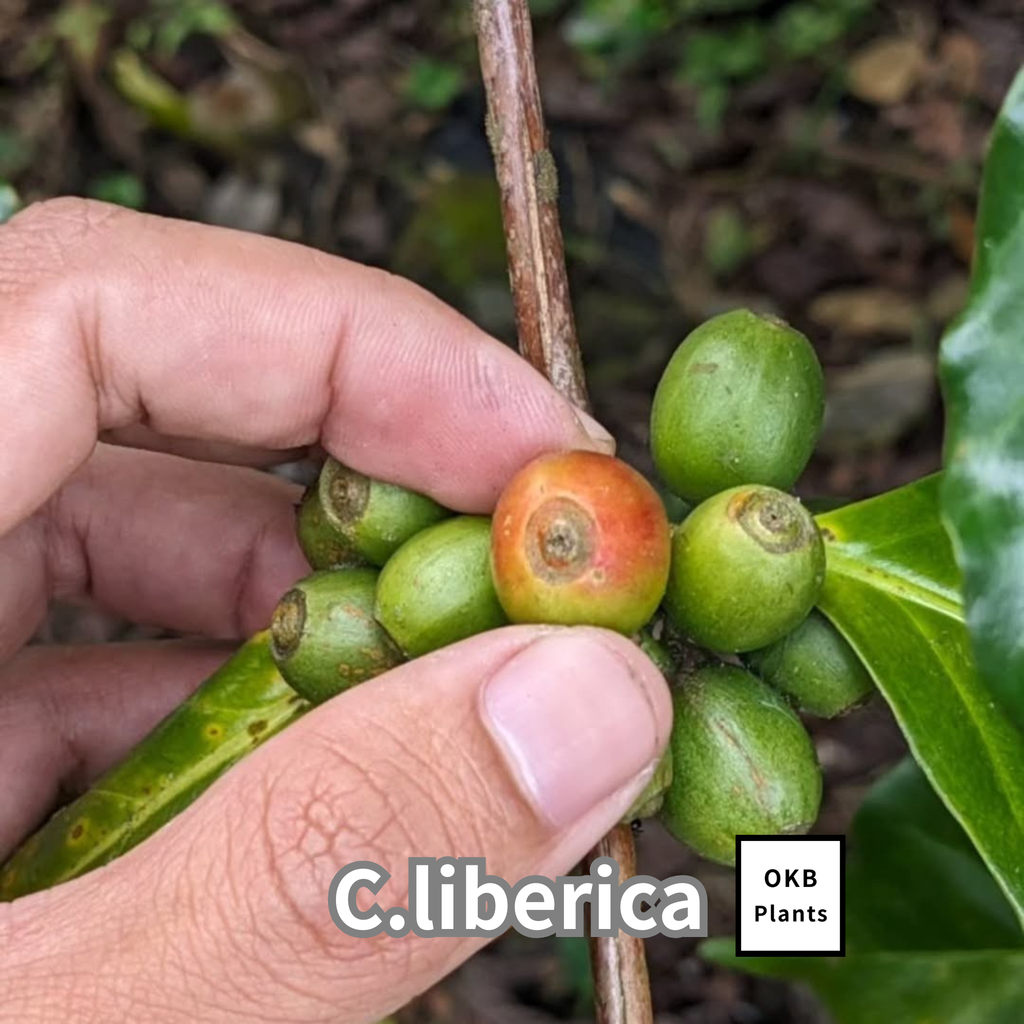 コーヒーの木の種子 リベリカ種 10粒