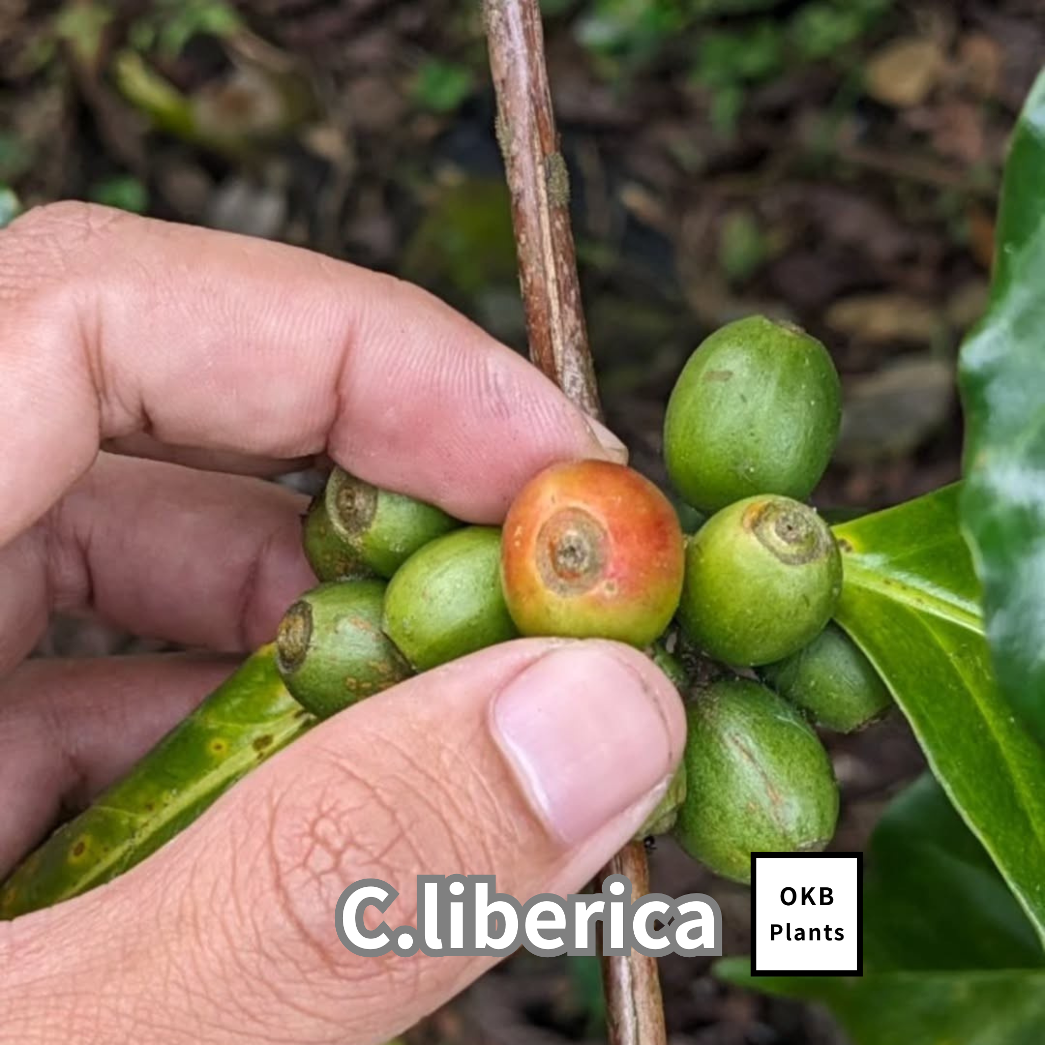 コーヒーの木の種子 リベリカ種 10粒