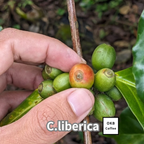 リベリカ種 コーヒーの木