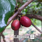 リベリカ種 コーヒーの木