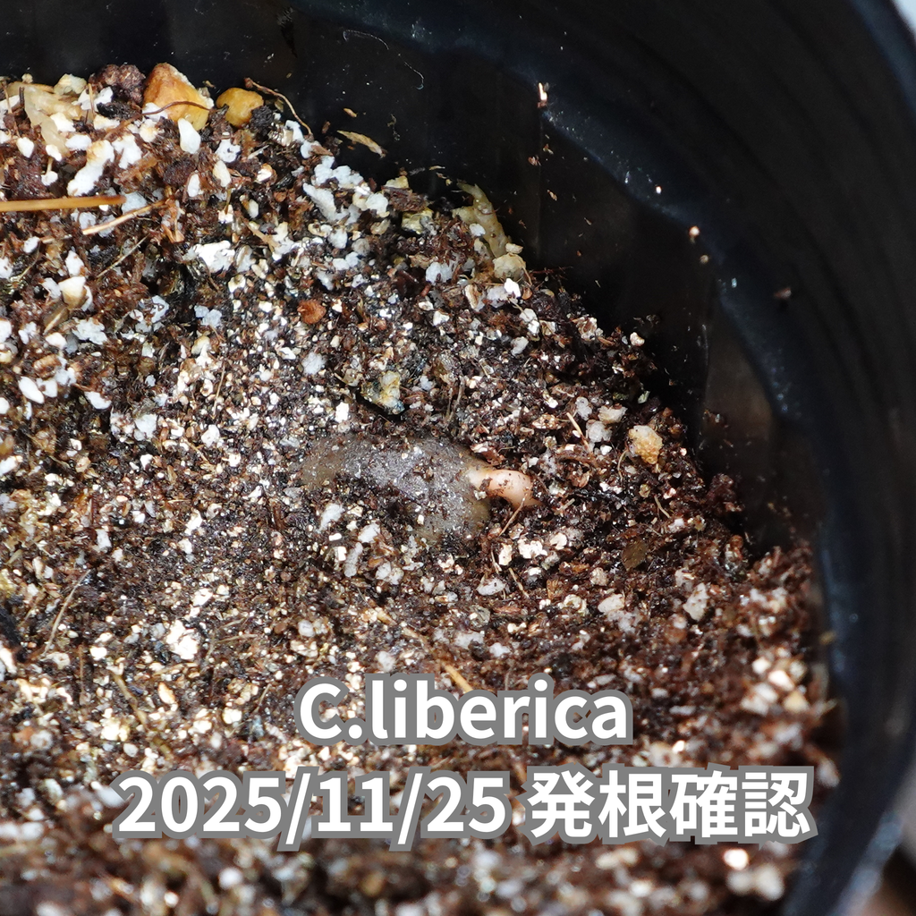 コーヒーの木の種子 リベリカ種 10粒