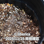 コーヒーの木の種子 リベリカ種 10粒