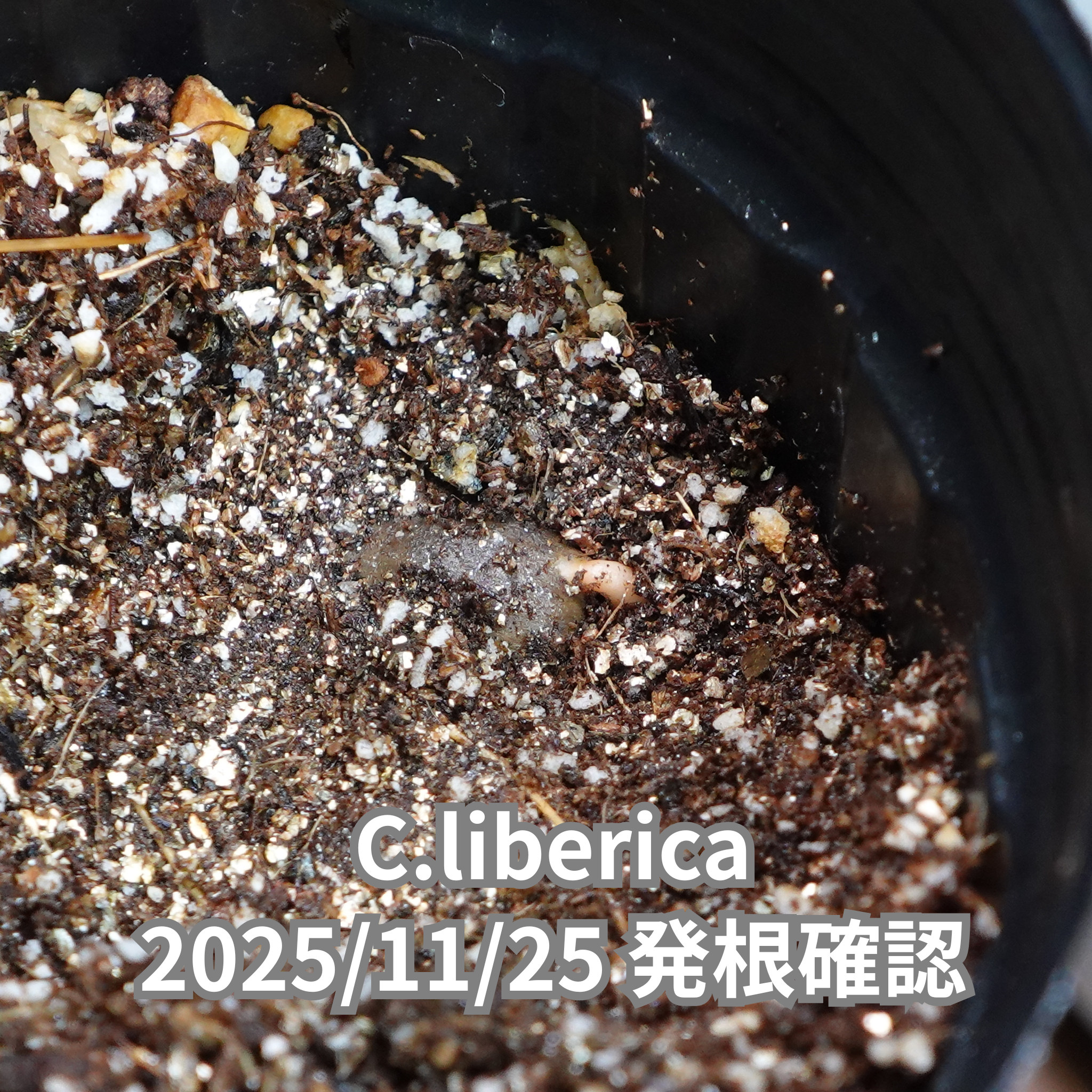 コーヒーの木の種子 リベリカ種 10粒