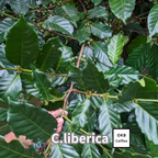 リベリカ種 コーヒーの木