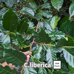 コーヒーの木の種子 リベリカ種 10粒