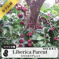 リベリカペアレント(liberica parent)の木