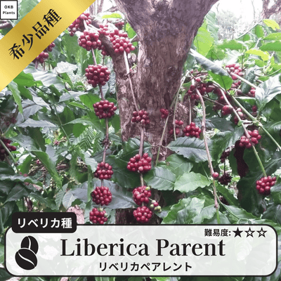 リベリカペアレント コーヒーの木の種子 10粒