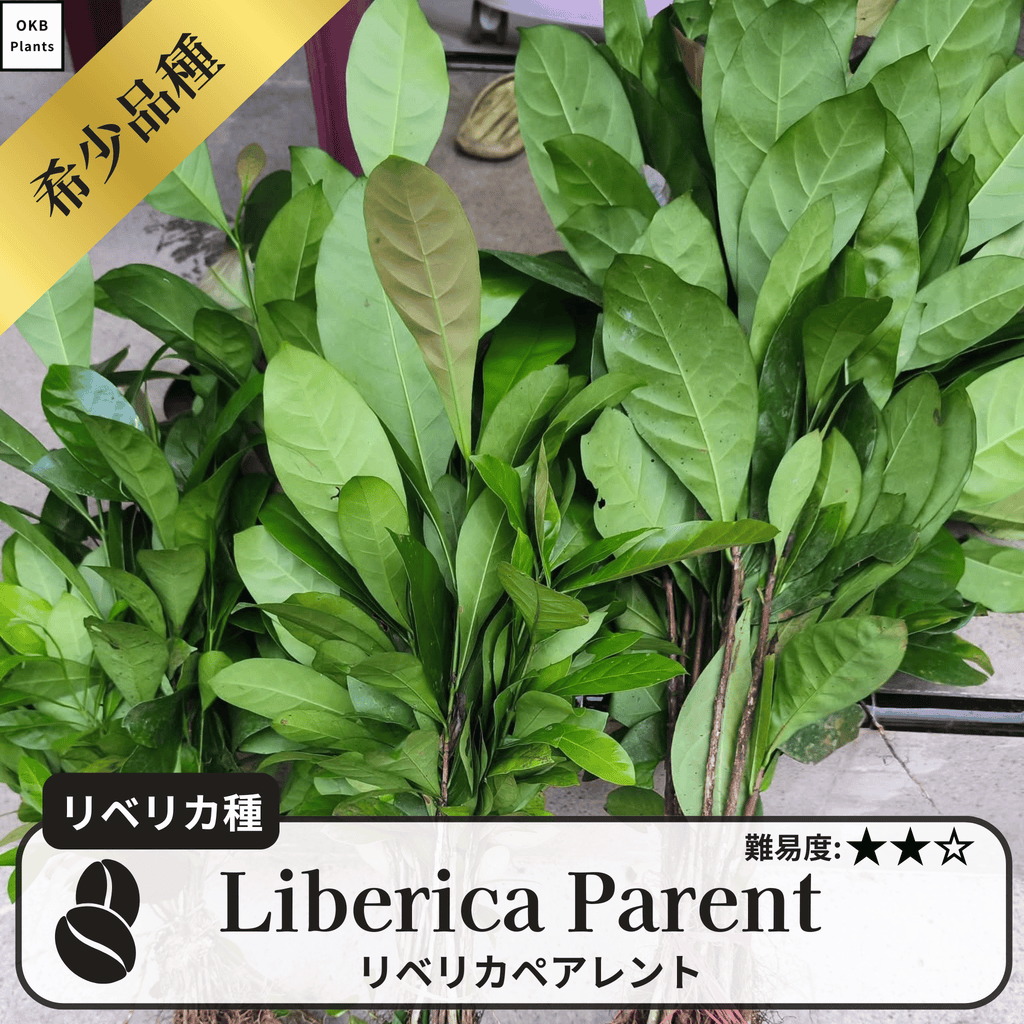リベリカペアレント(liberica parent)の木