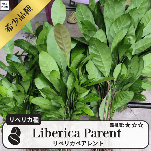 リベリカペアレント(liberica parent)の木