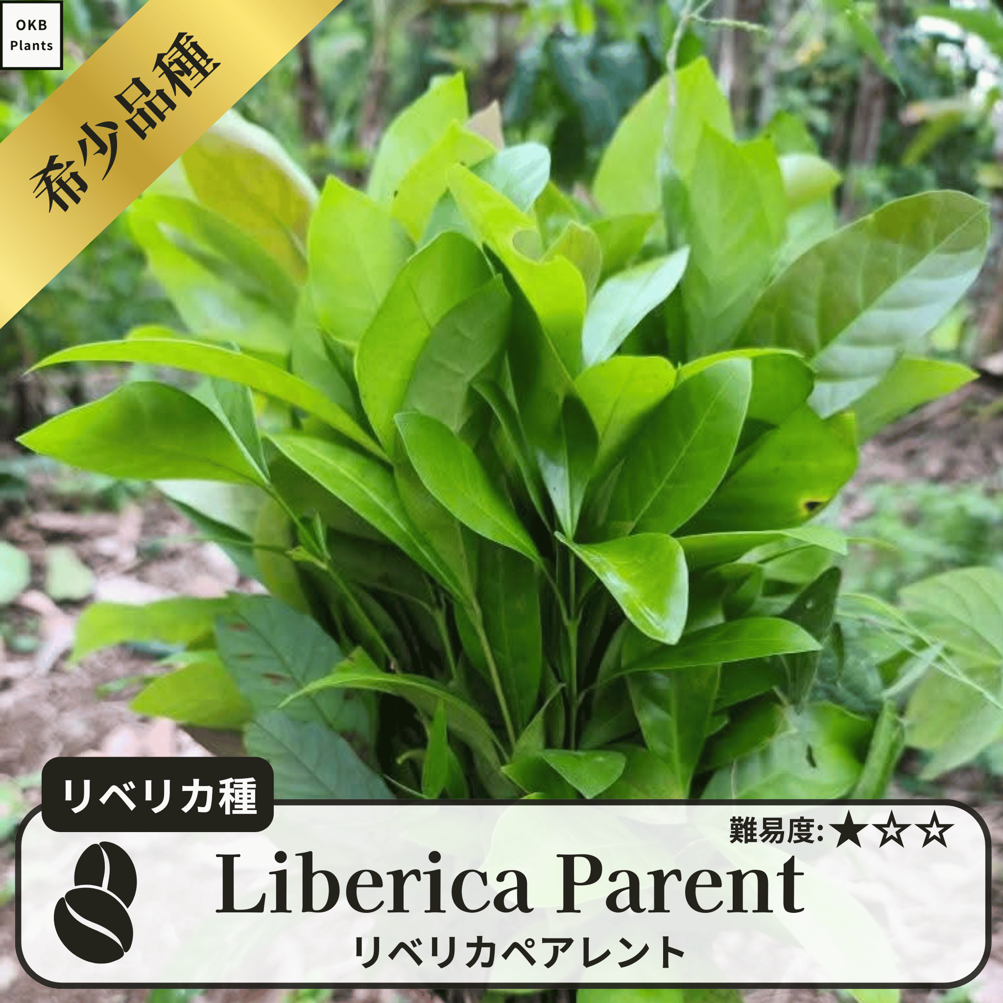リベリカペアレント(liberica parent)の木