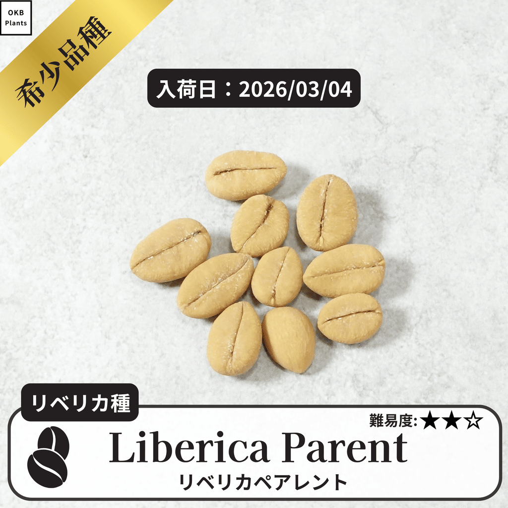リベリカペアレント(liberica parent)の種子