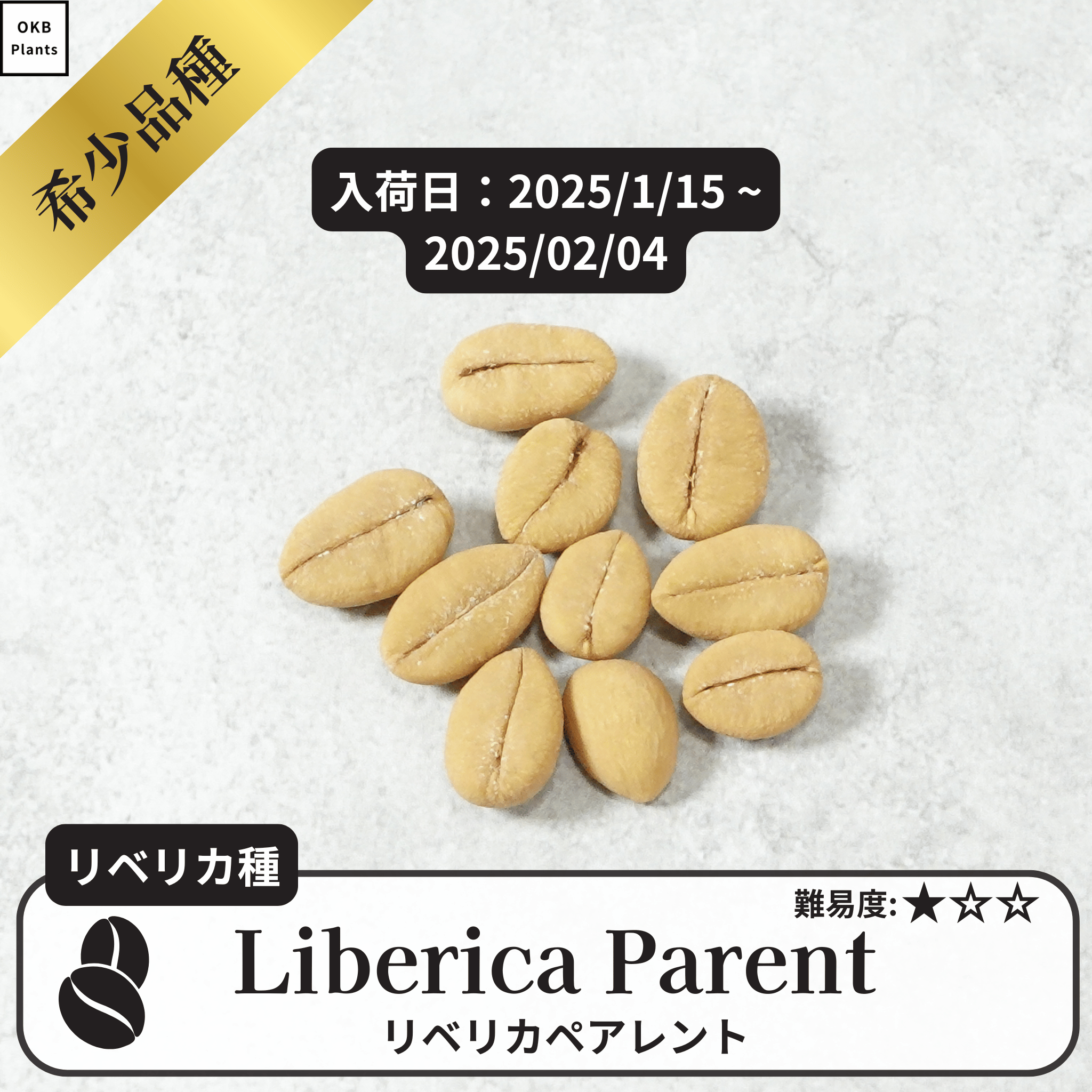 リベリカペアレント(liberica parent)の種子