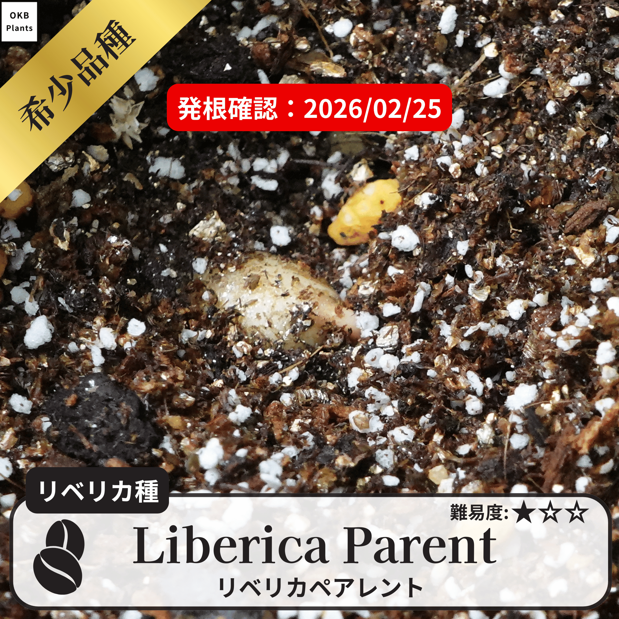 リベリカペアレント(liberica parent)の発根確認
