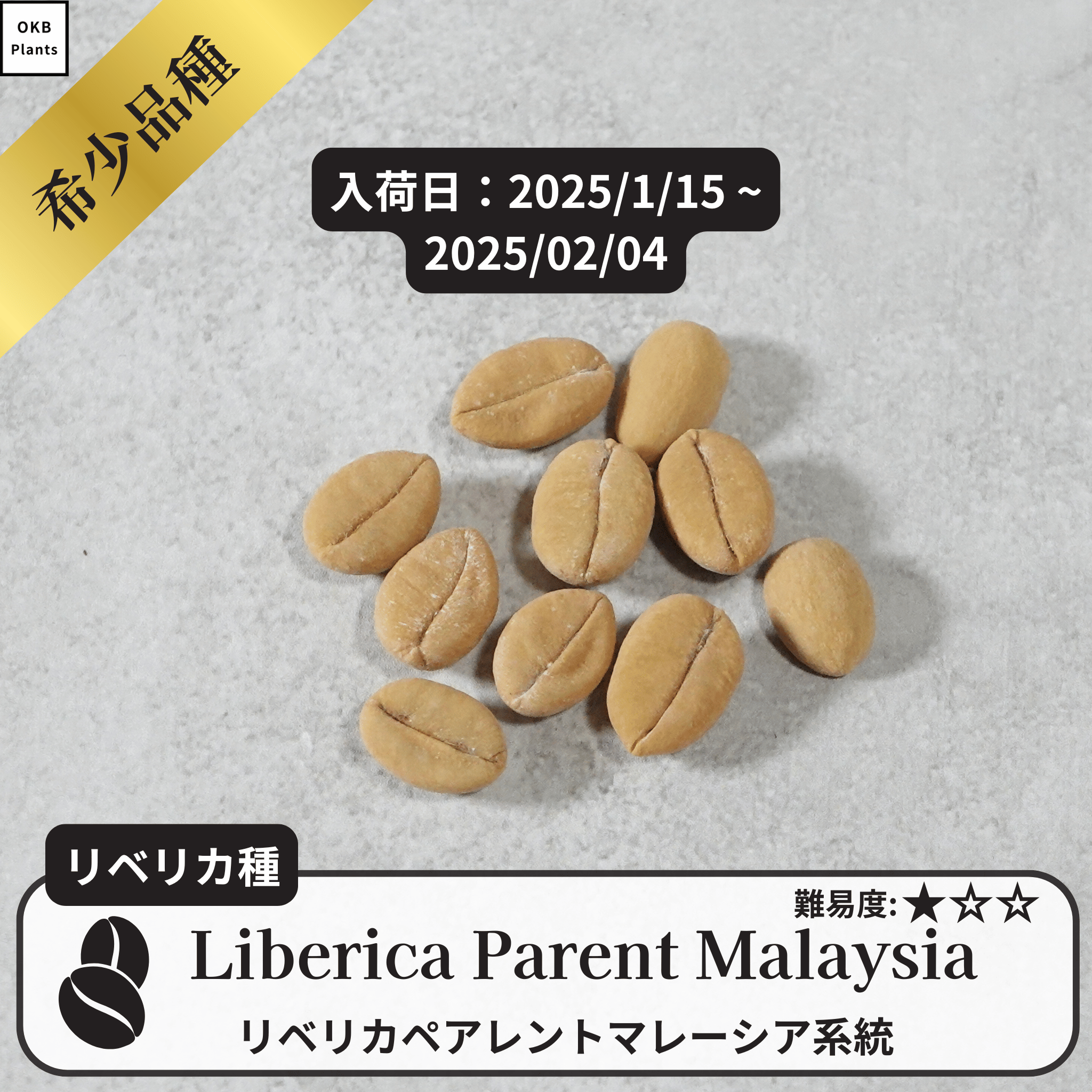 リベリカペアレントマレーシア系統(liberica parent Malaysia)の種子