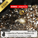 リベリカペアレントマレーシア系統(liberica parent Malaysia)の発根確認
