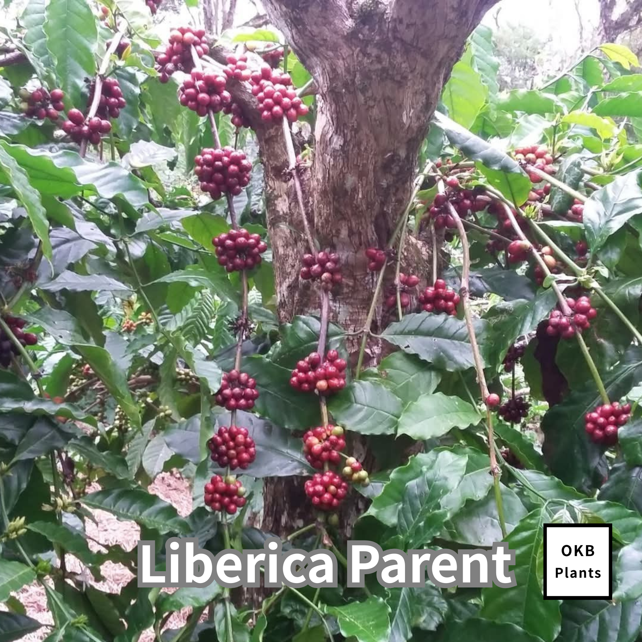 リベリカペアレント コーヒーの木の種子 10粒