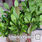 リベリカペアレント コーヒーの木の種子 10粒