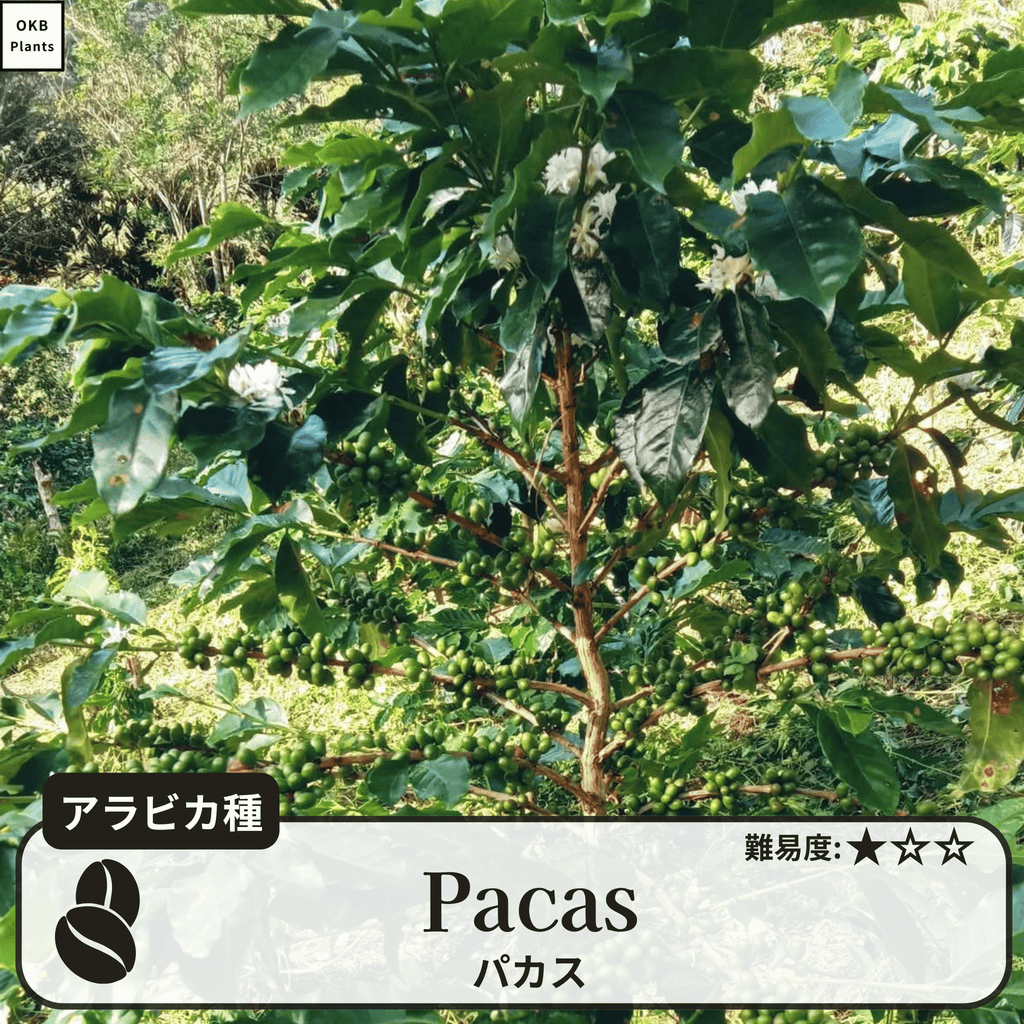 パカス(Pacas)の木