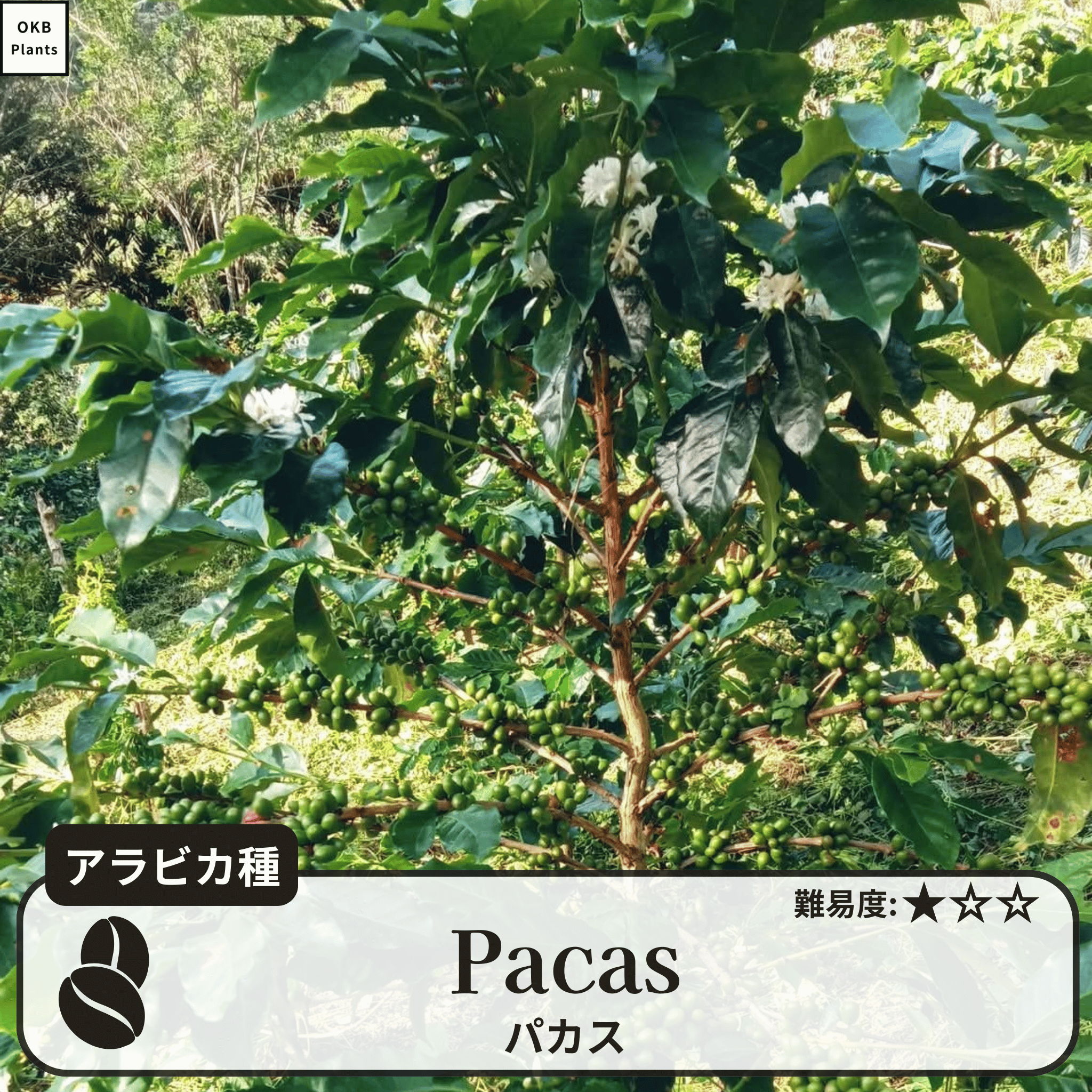 パカス(Pacas)の木