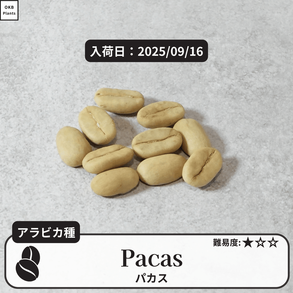 パカス(Pacas)の種子