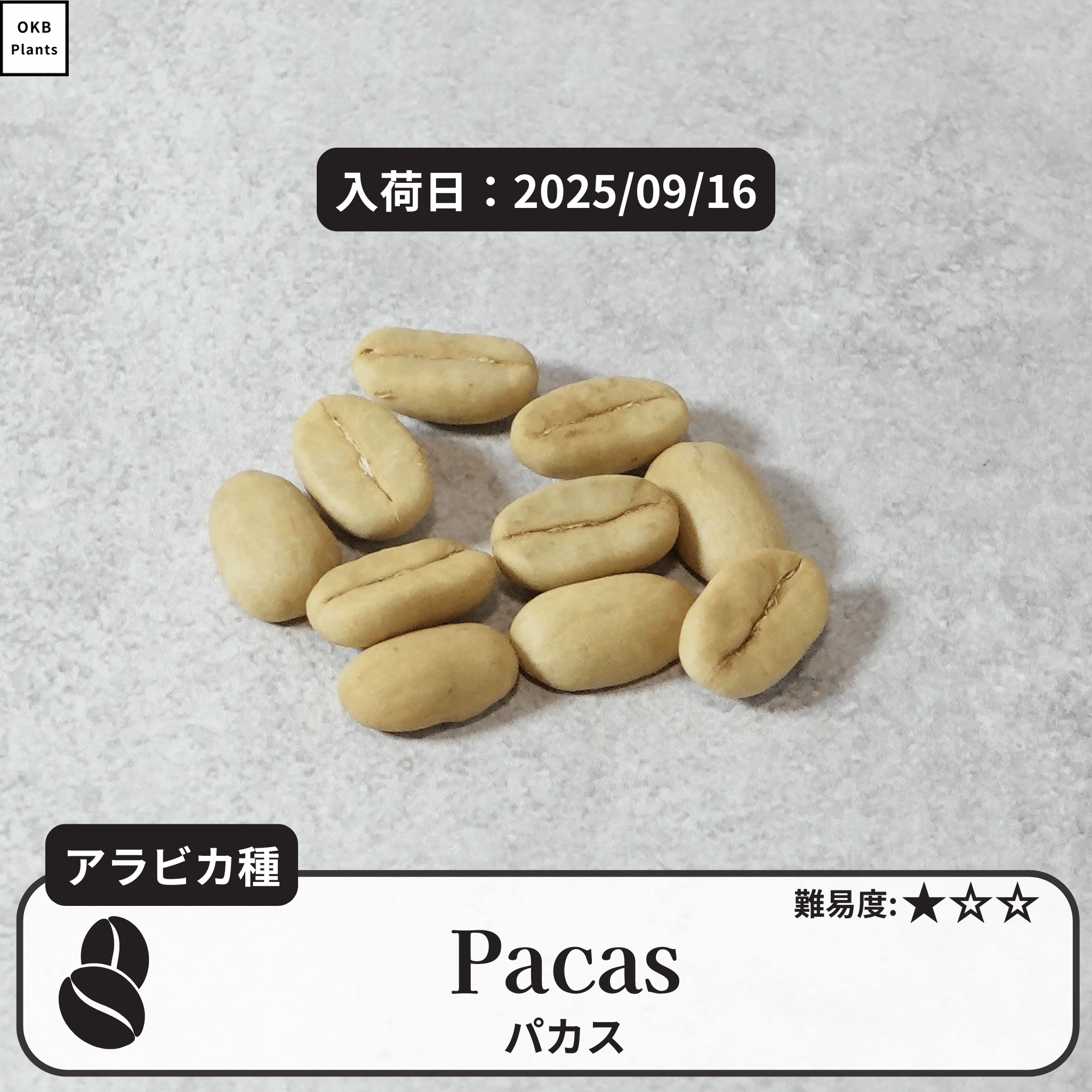 パカス(Pacas)の種子