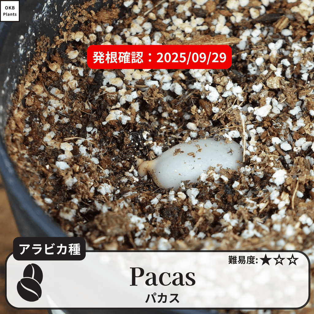 パカス(Pacas)の発根確認