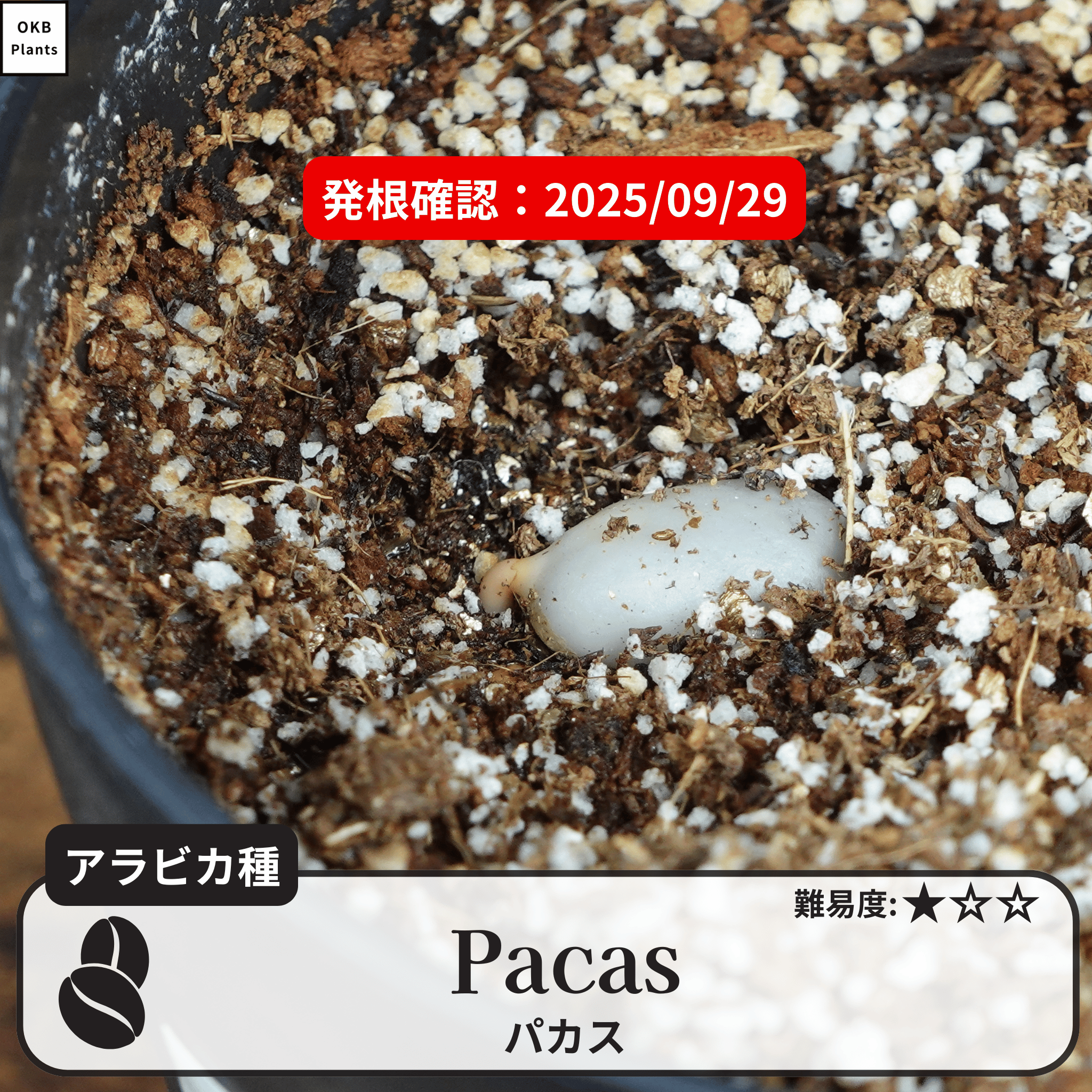 パカス(Pacas)の発根確認