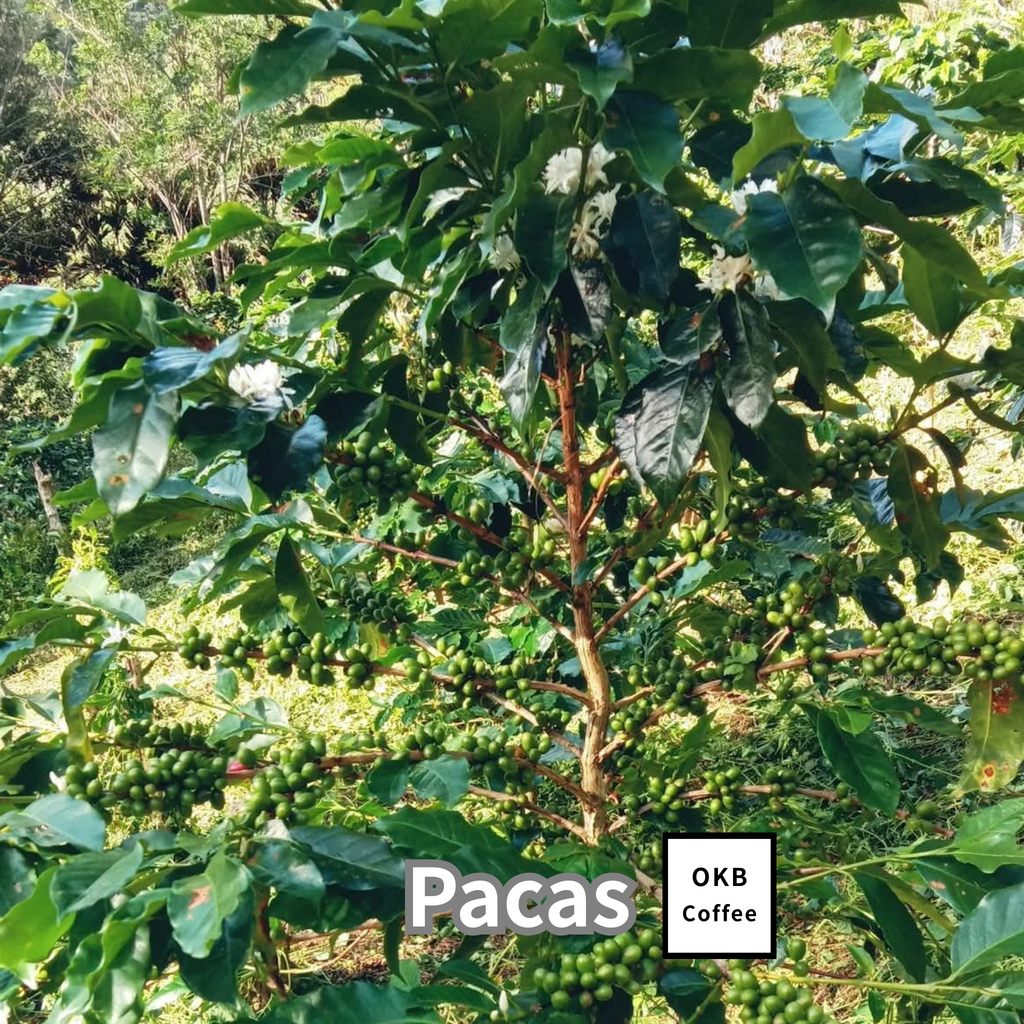 コーヒーの木の種子 パカス品種 10粒