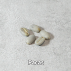 コーヒーの木の種子 パカス品種 10粒