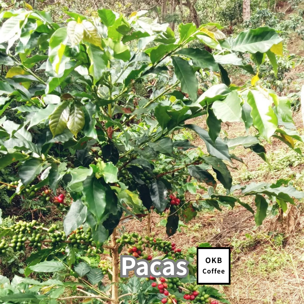 コーヒーの木の種子 パカス品種 10粒