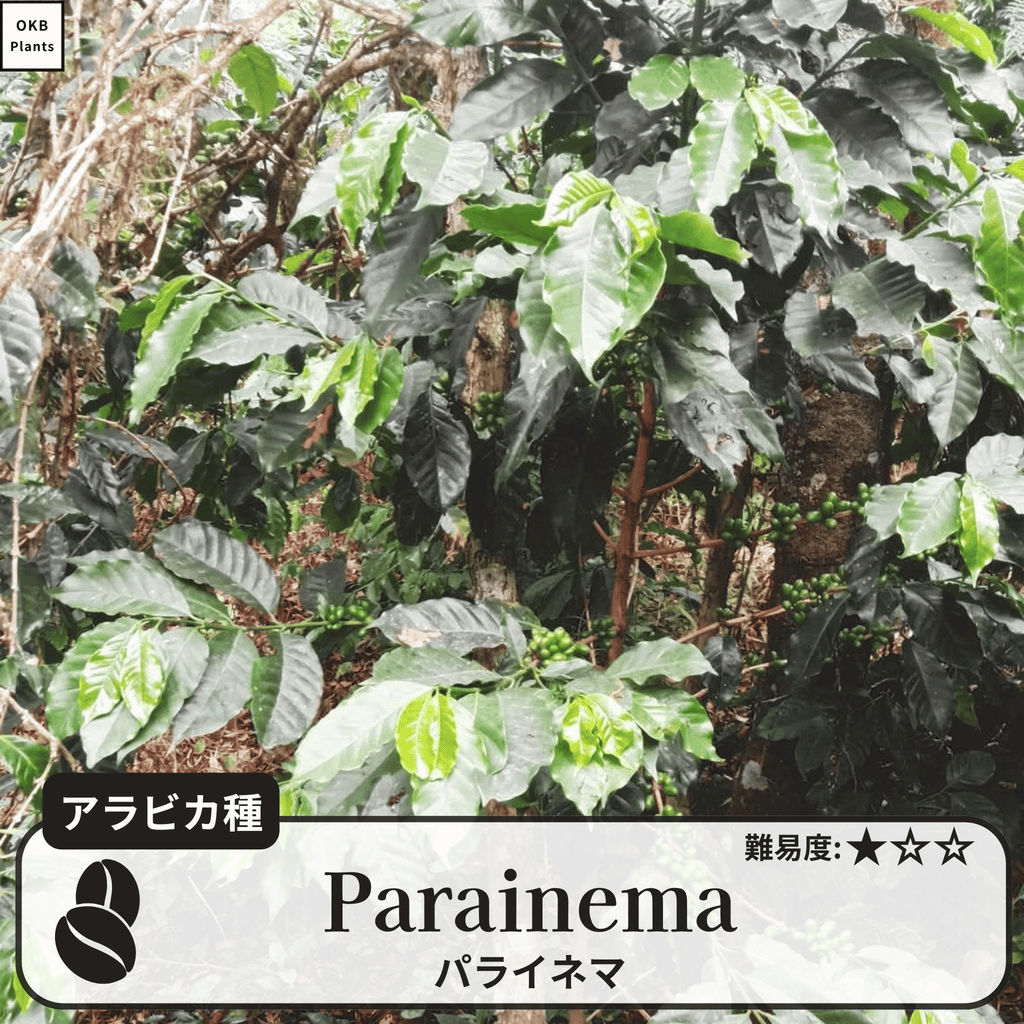 パライネマ(Parainema)の木